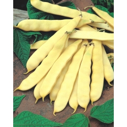 Kacang kuning kuning "Titania" - pelbagai awal - 90 biji - Phaseolus vulgaris L. - benih