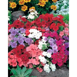 Annual phlox, Drummond's phlox - low growing variety mix - 500 seeds