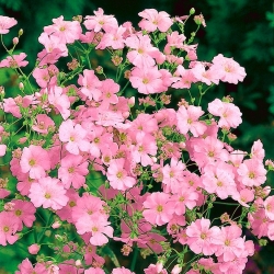 Pink annual baby's breath, showy baby's breath - 1400 seeds