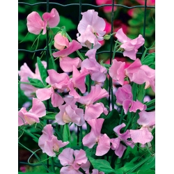 Almindelig ærteblomst - pink - 36 frø - Lathyrus odoratus