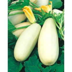 Zucchino - Long White Bush 2 - 14 semi - Cucurbita pepo