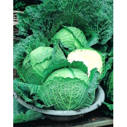 Savoy Cabbage seeds - Brassica oleracea var. sabauda - 640 seeds