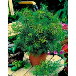 Domov Vrt - Koper "Compact" - za gojenje v zaprtih prostorih in balkonih - 2800 semen - Anethum graveolens L. - semena