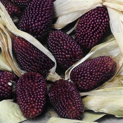 Maïs ornemental à la fraise ! - 39 graines - Zea mays var. japonica Strawberry Corn