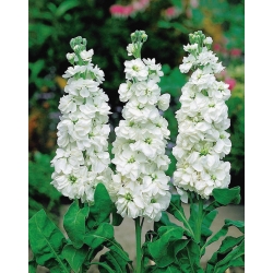 White summer hoary stock, Tenweeks stock "Excelsior" - 300 seeds