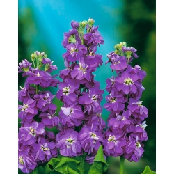 Lily-blue hoary stock "Excelsior"; tenweeks stock - 300 seeds