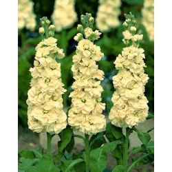 Yellow hoary stock "Excelsior"; tenweeks stock - 300 seeds