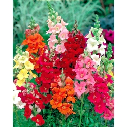 Bendrasis snapdragonas su trimito formos gėlėmis "Trumpet Serenade" - 740 sėklų - Antirrhinum majus nanum Trumpet Serenade - sėklos