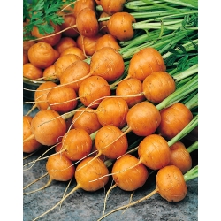 Yuvarlak Havuç Pariser Markt 4 tohumları-Daucus carota-2550 tohumları - Daucus carota ssp. sativus 
