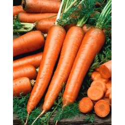 Carrot 'Flakkese 2', Trophy-Zif-type - late, very productive variety