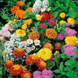 Annual low growing plants variety mix