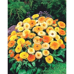 Dwarf pot marigold - 240 sėklų - Calendula officinalis - sėklos