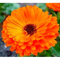 Pot semințe de marigold - Calendula officinalis - 360 de semințe