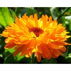 Semená marigold - Calendula officinalis - 360 semien