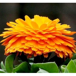 Pot Marigold tohumları - Calendula officinalis - 360 seeds