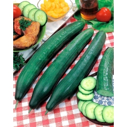 Cucumber "Telegraph Improved" - salad, extremely long - up to 40 cm - variety - 150 seeds