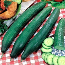 Cucumber "Telegraph Improved" - salad, extremely long - up to 40 cm - variety - 150 seeds