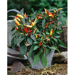 Home Garden - Mix di peperoncini piccanti - per coltivazioni indoor e balconate - Capsicum annum - semi