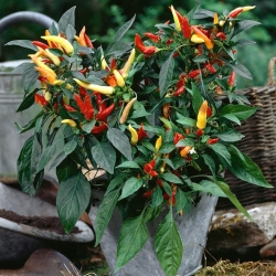 Home Garden - Hot pepper variety mix - for indoor and balcony cultivation