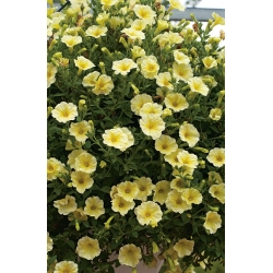 Petunia "Cascade" - yellow - 160 seeds
