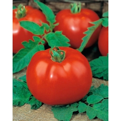 الطماطم "Poranek" - زرع المباشر ممكن - 400 البذور - Lycopersicon esculentum Mill  - ابذرة