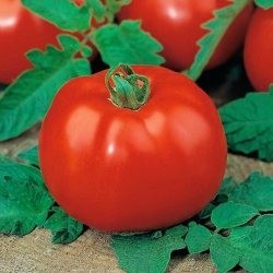 الطماطم "Poranek" - زرع المباشر ممكن - 400 البذور - Lycopersicon esculentum Mill  - ابذرة