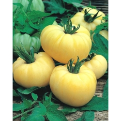 گوجه فرنگی "سفید زیبایی" - زمینه، انواع سفید - Solanum lycopersicum  - دانه