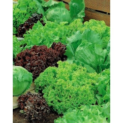 Dārza salāti - mixed - sēklu lentes - Lectuca sativa  - sēklas