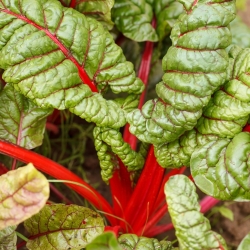 Acelga - Rhubarb Chard - vermelho - 225 sementes - Beta vulgaris var. cicla.