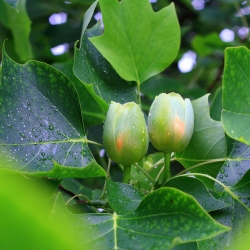 Lännentulppaanipuu - Liriodendron tulipifera - siemenet