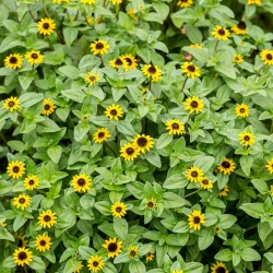 Sementes de zinnia rastejantes - Sanvitalia procumbens - 570 sementes