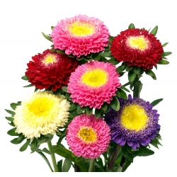 China Aster Pompon mixed seeds - Callistephus chinensis - 500 seeds