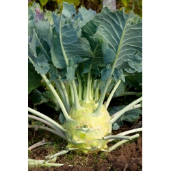 Kohlrabi "Giant" - late, pale green, extra large variety - COATED SEEDS - 100 seeds