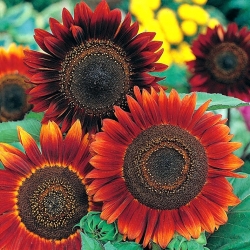 Sunflower Abendsonne seeds - Helianthus annuus - 14 seeds