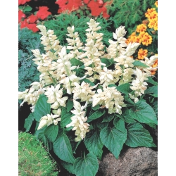 Tropical sage - white variety - 10 seeds