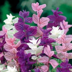 Ročný clary, Orval - farebný mix - 200 semien - Salvia horminu, S. viridis var. Tricolor - semená