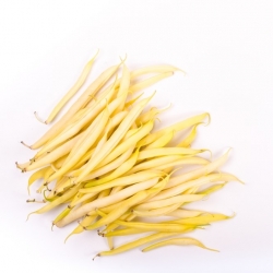 Trpasličí žltá francúzska fazuľa "Tara - Phaseolus vulgaris L. - semená