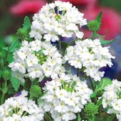 ホワイトバーベナの種子 - バーベナ×ハイブリダ -  120種子 - Verbena x hybrida - シーズ