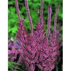 Pink Statice semená - Limonium Suworowii - 1100 semien - Limonium suworowii, syn. Psylliostachys suworowii