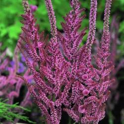 Pink Statice semená - Limonium Suworowii - 1100 semien - Limonium suworowii, syn. Psylliostachys suworowii