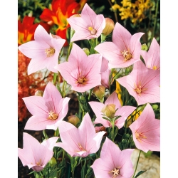 Graines de Campanules à Grandes Fleur - "Fuji Pink" - Platycodon grandiflorus - 110 graines