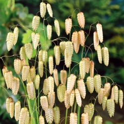 Suuremad maitsetaimed - Briza maxima - 500 seemnet - seemned