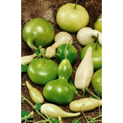 Calabaza de peregrino - variada - 7 semillas - Lagenaria siceraria