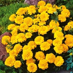Marigold Aurora Yellow seeds - Tagetes patula nana fl. pl. - 350 seeds