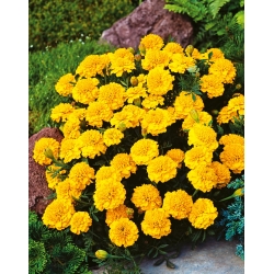 Biji kuning Marigold - Tagetes patula nana fl. pl. - 350 biji - Tagetes patula L. - benih