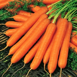 胡萝卜“阿姆斯特丹2” -  100克 -  85000粒种子 - Daucus carota ssp. sativus  - 種子