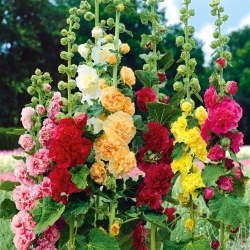 دانه های هلوخوک تابستانه کارناوال - Althaea rosea - 50 دانه - Althaea rosea Summer Carnival
