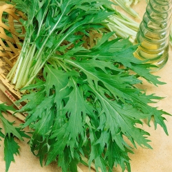 Mizuna, japonské semená horčice - Brassica rapa nipposinica - 1000 semien - Brassica rapa var. Japonica