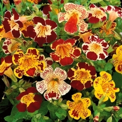 Gauklerblume Tiger  Flower seeds - Mimulus tigrinus - 2500 samen