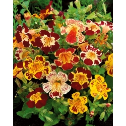 Hạt hổ hoa (hỗn hợp) - Mimulus tigrinus - 2500 hạt
